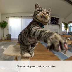 files/ring_pantilt-indoor-camera_wht_05_pets_en_1500x1500_c6f31da3-888f-475e-8684-3a9edfa280b6.jpg